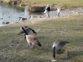 Parc de Rambouillet - 006 * 1024 x 768 * (181KB)